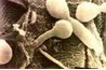 Candida albicans
