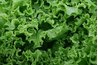 Eat Lots of Fiber to Lose Weight Fast