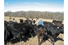 Feeding the Herd