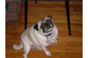 Pugs love to eat.
