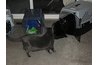 Cats need time to explore
