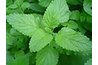Lemon balm leaves
