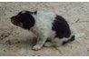 Puppy Dragging Bottom