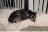 Our Min Pin, Pepper, who thinks he is a cat
