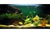 A planted aquarium.