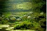 Aquarium plants