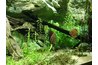 Aquarium plants