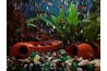 Aquarium plants