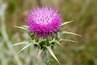 Milk Thistle
