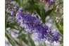Vitex Flowers