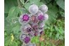 Burdock