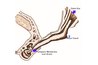 Dog Ear Canal Diagram