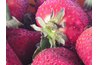 Fresh strawberries