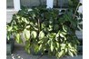 Peppers in a Grow Box on a Deck