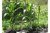 Successful small corn crop aided by corn specific fertilizer