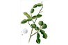 Kaffir Lime