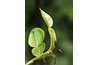 Kaffir lime leaves