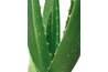 Aloe Vera Gel