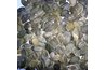 moldy pumpkin seeds