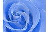 Blue roses are possible by altering the flavonoids