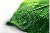 Plants require water in order to survive.
