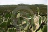 The cactus plant is a well-known species which resists drought.