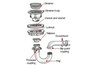 Kitchen Sink strainer detail