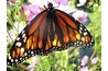Newly-emerged Monarch feeds heartily on cosmos.