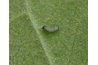 The baby Monarch caterpillar feeds only on milkweed.