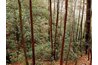 A good place to collect kindling