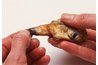 Pulling the membrane from the siphon
