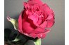 Jane Lathrop Stanford Hybrid Tea Rose