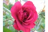 The Kentucky Derby Hybrid Tea Rose