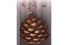 Siberian Pine Nuts