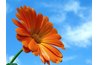 Year-round color makes an attractive flower bed