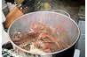 Your blue crabs that went into the pot should turn red