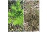 Stink weed before and after spraying with Vinegar weed control solution