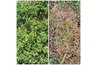 Oxalis before and after spraying with the vinegar weed killer