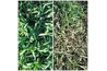 Crab grass before and after spraying