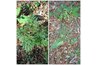 Rag weed before and after spraying