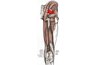 The piriformis muscle is located along the buttocks (Wellbeing).