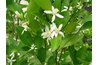 Calamondin flowers