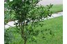 Calamondin tree