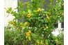Ripe calamondin