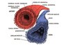 The anatomy of blood vessels (MDConsult)