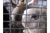 Caged Rabbits