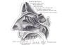 The location of pain indicates which sinus is affected.