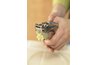 Using garlic press