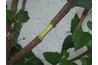 Scrape off a Section of Bark