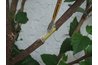 Apply Rooting Medium